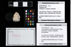 Foto (Objekt + Etikett) von Cracensigillatus acutirostris (Moericke, 1889)  (NHMW-GEO-2014-0194-0162)